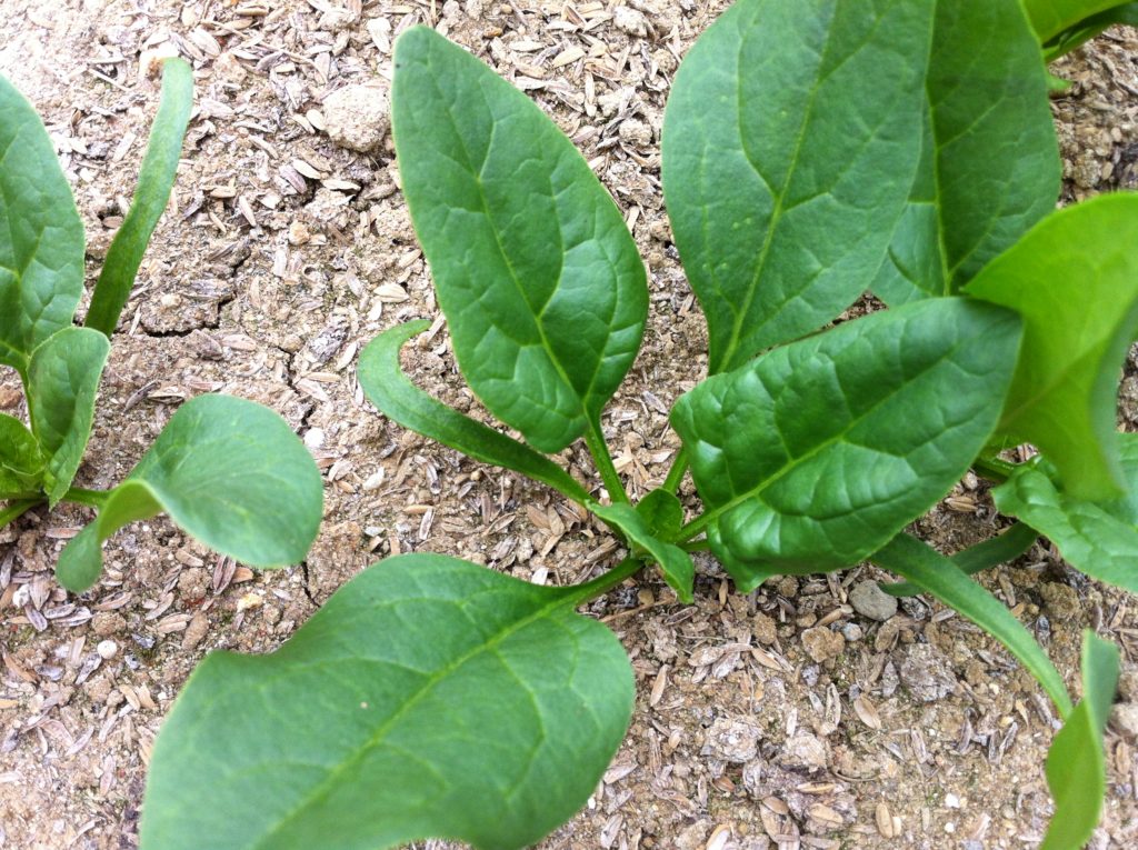 ほうれん草　家庭菜園