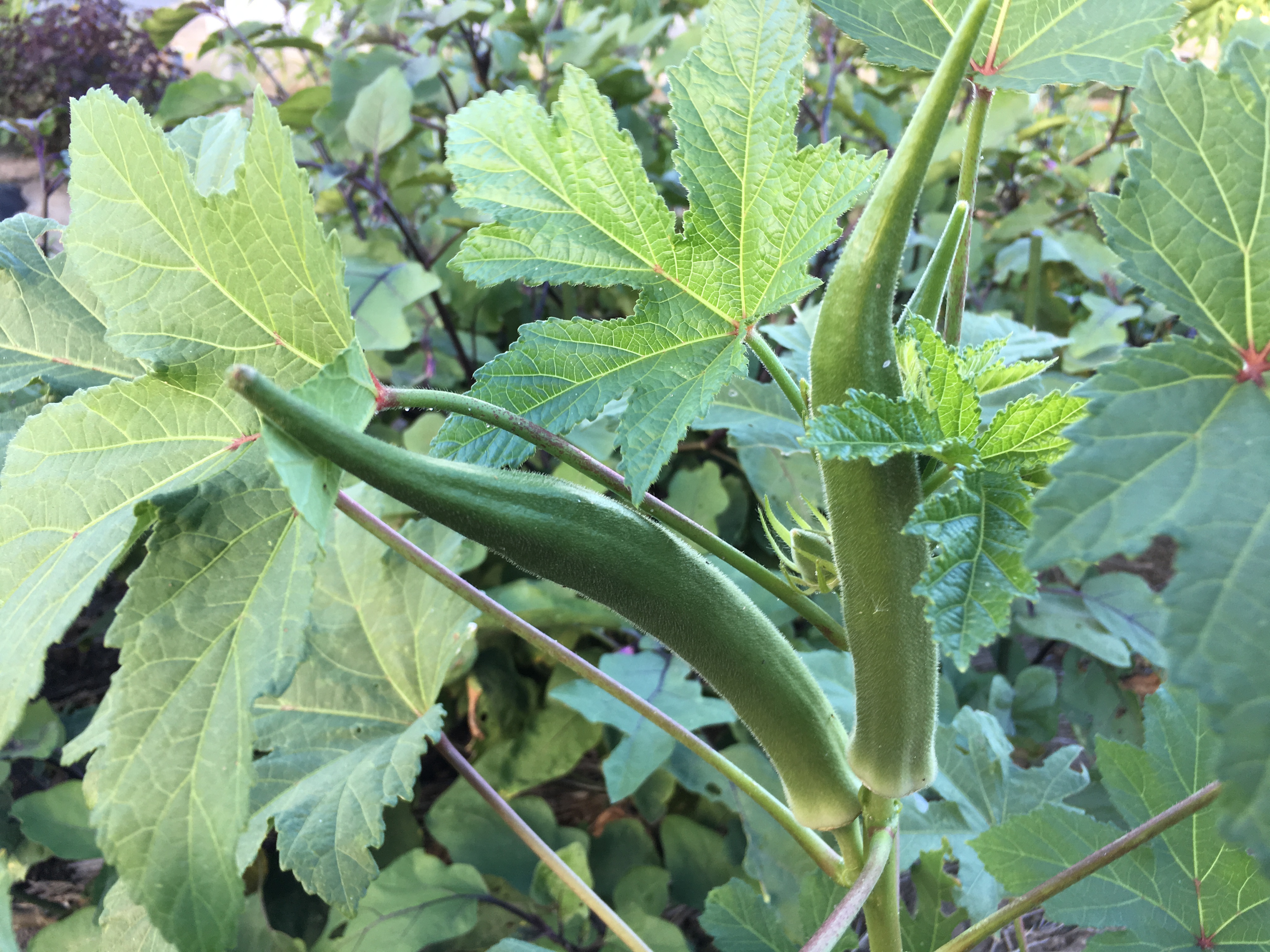 オクラ　家庭菜園